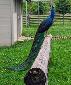 Here's another "blue boy" watching all the planting from his perch made from a downed tree here at my farm.