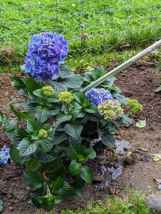 Once they are all planted, they're given a deep drink of water. When established, hydrangeas should be watered about one inch per week, spread across three watering sessions. And always water evenly at the base, and never over the top of the plant.