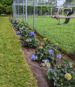 In time, these gorgeous hydrangeas will develop into a nice hedge. And don't worry, the peafowl and geese will still have great views of the farm from their enclosures.