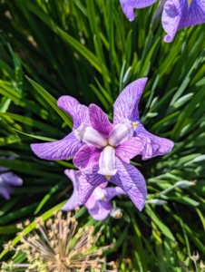 We walked through my perennial flower cutting garden - also brimming with beautiful blooms. Look at this purple iris.