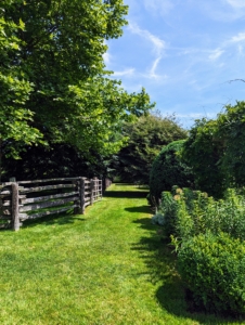 This narrow path heads toward my Boxwood Allée.