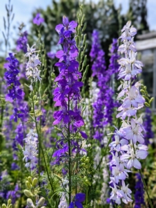 These larkspur are right next to my main greenhouse and are looking so beautiful right now. The larkspur flower is the common name for Delphinium. It is considered an herbaceous perennial and commonly bears purple, blue, white, or lavender flowers.