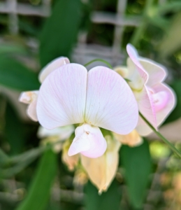 Growing on one side of the fence surrounding the garden are these dainty perennial sweet pea or everlasting pea flowers. The sweet pea is a herbaceous climbing vine with beautiful bright flowers that grow up to 10 feet long.