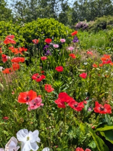 Many of the poppies going strong. Poppies require very little care, whether they are sown from seed or planted when young – they just need full sun and well-drained soil.