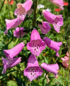 Inside the garden are these tall foxglove plants, Digitalis purpurea. These add lovely vertical interest to any garden. Foxglove flowers grow on stems which may reach up to six feet in height, depending on the variety.