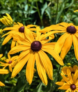 These are the showy flowers of rudbeckia. Rudbeckia’s bright, summer-blooming flowers give the best effect when planted in masses in a border or wildflower meadow.