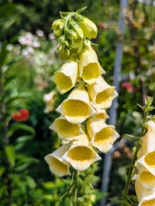 Here is another foxglove in pretty creamy yellow.