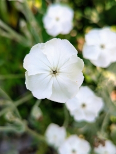 Phlox has superb heat and mildew resistance. Phlox is a tall and upright grower that’s great for the back of the border, or even planted at the edge of the garden among the shrubs. Phlox also comes in a range of colors from pure white to lavender to even red, and grows happily in most parts of the country. If properly planted and sited, phlox is largely pest and disease free too – a perfect perennial.