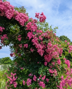 I have many roses in my flower garden. Some of them were transferred here from my former home in East Hampton. I am so happy with how well they’re doing. In the last few years, I’ve added to this collection of roses – David Austin roses and various varieties from Northland Rosarium.