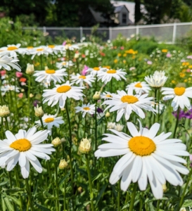 Shasta daisy flowers provide perky summer blooms, offering the look of the traditional daisy along with evergreen foliage. They are low maintenance and great for filling in bare spots in the landscape.