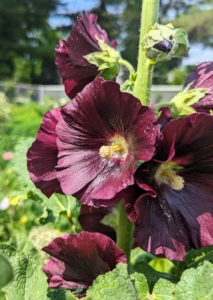 Alcea rosea is also known as hollyhock. These plants can reach five to eight-feet tall and up to about four feet across. Hollyhocks grow with single or double flowers that bloom from the bottom up and butterflies, bees, and hummingbirds love them.