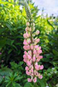 Lupinus, commonly known as lupin or lupine, is a genus of flowering plants in the legume family, Fabaceae. The genus includes more than 200 species. Lupines come in lovely shades of pink, purple, red, white, yellow, and even red!