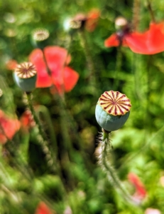 Here is a poppy seed pod, which is what’s left on the stem once the flower blooms and the petals fall off. As the seed heads turn brown with ripeness, it’s time to cut them and harvest the seeds. One can tell when pods are ripe by shaking the stem. If the pod rattles, it’s ready.