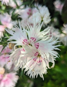 There are numerous types of dianthus - this one with its fringed blooms. Dianthus flowers belong to a family of plants that includes carnations and are characterized by their spicy fragrance. Dianthus plants may be found as a hardy annual, biennial, or perennial and most often used in borders or potted displays.