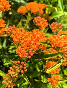 Butterfly Weed is a bright orange showy native wildflower that’s easy to grow, cold hardy, and does well in poor, dry soils. Long-lasting clusters of small, flat-topped flowers are crowned with a yellow, sun-kissed “corona” and blooms from June through August. Butterfly Weed is an important nectar source for Monarch butterflies and its leaves provide essential food for developing Monarch caterpillars.