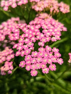 Achillea millefolium, commonly known as yarrow, is a flowering plant in the family Asteraceae. It is a hardy perennial with fernlike leaves and colorful blooms. The large, flat-topped flower clusters are perfect for cutting and drying.