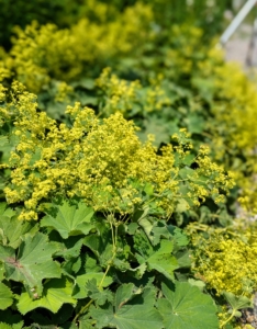 And down the center footpath of the garden is Lady’s mantle, Alchemilla vulgaris. In late spring and early summer, the plant produces lovely chartreuse colored blooms.