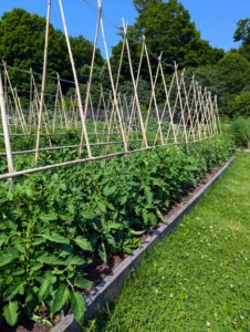 It's easy to spot where the tomatoes are growing by all the bamboo supports. If you’ve ever grown a vining plant, you know how important it is to provide strong structures to which the vines can cling and climb. Bamboo is strong and easy to find at garden supply stores.