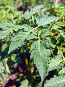 All 120 plants are divided among our four long tomato beds. I always grow an abundance of tomatoes to share and to make all the delicious tomato sauce I enjoy through the year. It’s a good idea to grow a range of varieties, including at least one or two disease-resistant types.