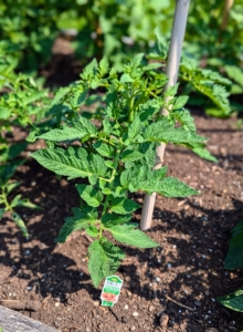 Many of this year's tomatoes were grown from seed right in my greenhouse. I also have tomato plants that were gifted to me by a friend, and a large variety also came from Bonnie Plants, one of my favorite growers.