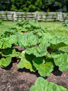 These are the large leaves of rhubarb. The leaves are toxic because they contain high levels of oxalic acid, but the fleshy stalks of rhubarb can be cooked and used to make a variety of delicious pies, tarts, cakes, cobblers, crisps, and pavlovas.