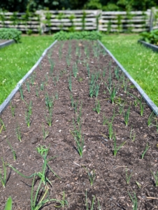 I planted onions, shallots, and leeks a few weeks ago and they are all developing nicely. Onions, shallots and leeks are harvested later in the summer when the underground bulbs are mature and flavorful. I always look forward to this harvest!