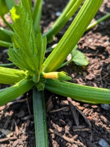 Looking closely, one can see the squash growing.