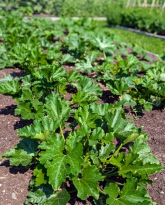 In this long bed, I have summer squash and zucchini.