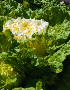 And maybe you saw the Chinese cabbage on my Instagram page @marthastewart48. Also called Napa cabbage, these heads are oblong with green, crinkly leaves on the outside and creamy yellow in the center. I picked one not long ago and it weighed 15 pounds!