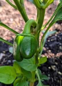 My green peppers are growing too. They are still quite small now, but it won't be long before I'll have a bounty of green, red, and yellow peppers.