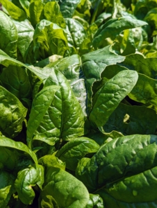 And there is always spinach in my gardens. The leaves are so beautiful and so very tender and tasty. I grow spinach all year long for my morning green juice.