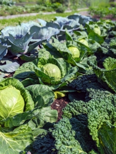 My cabbages are also growing nicely. To get the best health benefits from cabbage, it’s good to include all three varieties into the diet – Savoy, red, and green. I am so pleased with all these vegetables.