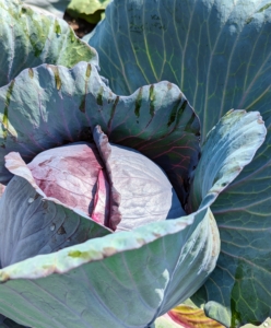 Red, or purple, cabbage is often used raw for salads and coleslaw. It contains 10-times more vitamin-A and twice as much iron as green cabbage.