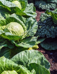 And here is one of my green cabbages – so perfect.