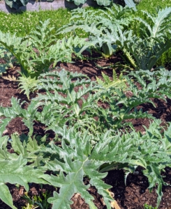 These are the leaves of my artichokes. Globe artichokes, Cynara scolymus, are popular in both Europe and the United States. Artichokes are actually the flower buds, which will emerge from the center of the plants.