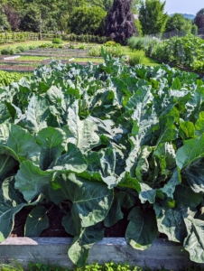 Here are the leaves of our cauliflower - so much growth in every bed. We attribute the growth to the excellent soil I have here at the farm. I use Scotts Miracle-Gro Organic Raised Bed & Garden Soil in all the beds.