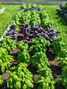 Nearby is my bed of basil – both green and purple. Basil, also called great basil, is a culinary herb of the family Lamiaceae. Basil is native to tropical regions from central Africa to Southeast Asia. It is a tender plant, and is used in many cuisines. Since basil grows in tropical climates, it grows well in hot weather. We've had a week of temperatures in the 90s Fahrenheit and my basil is thriving.