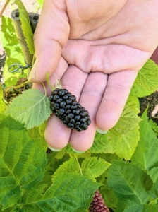 This year, I also have blackberry bushes. This is one of the fruits. The blackberry is packed with vitamins C, K, and E, rich in dietary fiber, and low in sugar. Blackberries are juicy and delicious eaten raw. I can't wait to pick more.