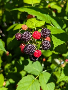 The raspberry is made up of small “drupe” fruits which are arranged in a circular fashion around a hollow central cavity. Each drupelet features a juicy pulp with a single seed.