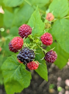 Here, only one raspberry is ready; the rest need more time. The berries will ripen gradually throughout the summer, so it’s important to check the crop every few days.