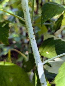 But most raspberry plants also have small thorns, or prickles, along their stems and canes - they are part of the rose family.