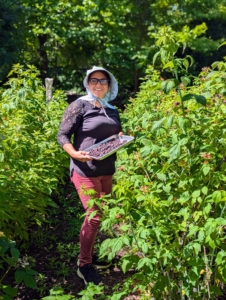 Here's Enma picking a tray of black raspberries. I like to pick early in the morning before it gets too warm. There are more than 200-species of raspberries. In the United States, about 90-percent of all raspberries sold come from the states of Washington, California, and Oregon.