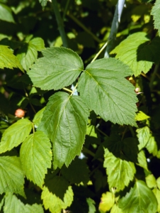 The raspberry plant has spade-shaped leaves that are toothed along the edges. My bushes are several years old and remain so healthy. It takes about two to three years for a new raspberry plant to produce a significant crop of fruit.