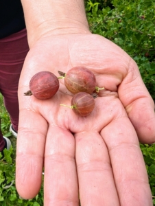 Some of the gooseberries are also ready. The gooseberries in my garden include ‘Pixwell’, ‘Invicta’, and ‘Hinnonmaki Red’.