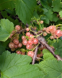 Here are some of the clustered currants. I grow white, red, pink, and black currant varieties. These ‘Pink Champagne’ currants are pendant clusters of fruits the color of champagne blushed with pink. These currants are less tart than the red and among the sweetest of all currants.