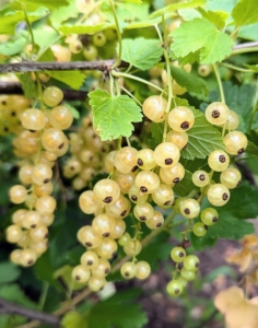 White currants are sweet and tart with floral undertones. Although the fruits are the primary source of food from the plant, the leaves, and tender, young shoots are also edible.