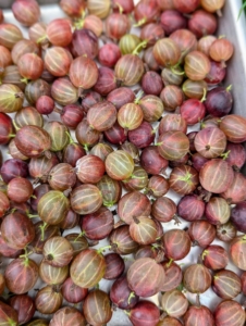 The color of gooseberries depends on the variety. It can range from red and purple to yellow and green.