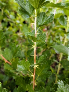 Gooseberries are not difficult to pick, but the stems are thorny, so care must be taken when harvesting the fruits.