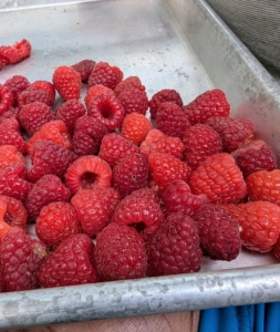 This is a tray of red raspberries. These must be picked and handled very carefully as they are very delicate. They should also be checked for insects - they love them.