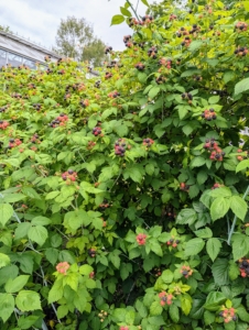 I have several rows of raspberry bushes. Summer-bearing raspberry bushes produce one crop each season that lasts about one month.